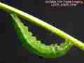 A Pre-Pupa Sara Orange-Tip butterfly caterpillar suspended by silken loop and button n preparation for pupation.